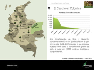 Sabemos Cómo
Fondo de Capital Privado – Valor Forestal
El Caucho en Colombia
-
2.000
4.000
6.000
8.000
10.000
12.000
14.000
Hectáreas Sembradas de Caucho
Los departamentos de Meta y Santander
concentran el 69% de las plantaciones en el país
con un total de 22.459 hectáreas, lo que posiciona
nuestro Fondo como la plantación más grande del
país, al contar con 10.000 hectáreas divididas en
compartimentos.
Fuente: Confederación Cauchera – Censo 2013
 