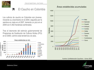 Sabemos Cómo
Fondo de Capital Privado – Valor Forestal
El Caucho en Colombia
Fuente: Confederación Cauchera – Censo 2013
0
2000
4000
6000
8000
10000
12000
14000
2000
2001
2002
2003
2004
2005
2006
2007
2008
2009
2010
2011
2012
Meta
Santander
Caquetá
Antioquia
Cordoba
Caldas
Guaviare
Tolima
Cundinamarca
Cauca
Áreas establecidas acumuladas
Hectáreas
0
1000
2000
3000
4000
5000
6000
Cauca
Cundinamarca
Tolima
Guaviare
Caldas
Cordoba
Antioquia
Caquetá
Santander
Meta
Los cultivos de caucho en Colombia son jóvenes,
iniciando su crecimiento en el 2004, seguidos por la
siembra en meta en el 2007, teniendo un pico en el
2009 con 5.362 hectáreas sembradas.
Tras el desmonte del estimulo gubernamental de
Programas de Sustitución de Cultivos Ilícitos (PCI)
en el 2009, culmino esta tendencia a la alza.
Áreas establecidas por año
Hectáreas
 