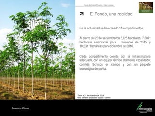Sabemos Cómo
Fondo de Capital Privado – Valor Forestal
El Fondo, una realidad
En la actualidad se han creado 10 compartimentos.
Al cierre del 2014 se sembraron 5,025 hectáreas, 7,587*
hectáreas sembradas para diciembre de 2015 y
10,031* hectáreas para diciembre de 2016.
Cada compartimento cuenta con la infraestructura
adecuada, con un equipo técnico altamente capacitado,
comités técnicos en campo y con un paquete
tecnológico de punta.
* Nota: siembras proyectadas sujetas a cambios
Datos a 31 de diciembre de 2014
 