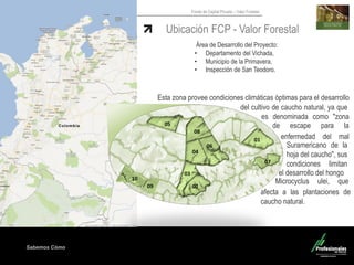 Sabemos Cómo
Fondo de Capital Privado – Valor Forestal
del cultivo de caucho natural, ya que
es
de escape para la
….……..
es denominada como "zona
….
enfermedad del mal
…..
Área de Desarrollo del Proyecto:
• Departamento del Vichada,
• Municipio de la Primavera,
• Inspección de San Teodoro.
Esta zona provee condiciones climáticas óptimas para el desarrollo
Ubicación FCP - Valor Forestal
Suramericano de la
hoja del caucho", sus
condiciones limitan
…el desarrollo del hongo .
Microcyclus ulei, que
……afecta a las plantaciones de
caucho natural.
……
05
08
01
04
06
03
02
07
10
09
 