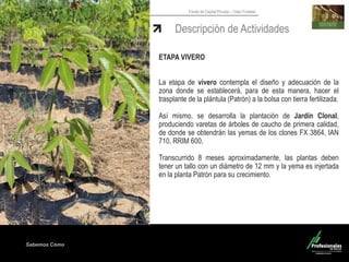 Sabemos Cómo
Fondo de Capital Privado – Valor Forestal
Descripción de Actividades
ETAPA VIVERO
La etapa de vivero contempla el diseño y adecuación de la
zona donde se establecerá, para de esta manera, hacer el
trasplante de la plántula (Patrón) a la bolsa con tierra fertilizada.
Así mismo, se desarrolla la plantación de Jardín Clonal,
produciendo varetas de árboles de caucho de primera calidad,
de donde se obtendrán las yemas de los clones FX 3864, IAN
710, RRIM 600.
Transcurrido 8 meses aproximadamente, las plantas deben
tener un tallo con un diámetro de 12 mm y la yema es injertada
en la planta Patrón para su crecimiento.
 