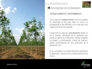 Sabemos Cómo
Fondo de Capital Privado – Valor Forestal
Descripción de Actividades
ESTABLECIMIENTO Y SOSTENIMIENTO
En la etapa de establecimiento, una vez la planta
ha alcanzado el 2do piso foliar en vivero, es
trasplantada al sitio definitivo en la zanja que será
cubierta de forma mecanizada.
Luego inicia la etapa de sostenimiento, donde se
da el manejo silvicultural de la plantación por
medio de planes de fertilización, manejo integrado
de plagas y enfermedades, control de malezas,
podas, mantenimiento de vías, protección de la
plantación, etc.).
Estas actividades se realizan durante la vida útil de
la plantación, acorde con los requerimientos de la
misma.
 