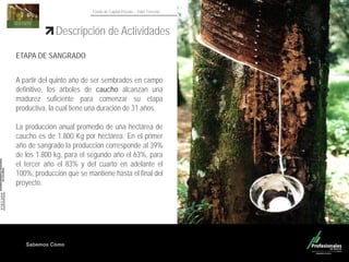Sabemos Cómo
Fondo de Capital Privado – Valor Forestal
Descripción de Actividades
ETAPA DE SANGRADO
A partir del quinto año de ser sembrados en campo
definitivo, los árboles de caucho alcanzan una
madurez suficiente para comenzar su etapa
productiva, la cual tiene una duración de 31 años.
La producción anual promedio de una hectárea de
caucho es de 1.800 Kg por hectárea. En el primer
año de sangrado la producción corresponde al 39%
de los 1.800 kg, para el segundo año el 63%, para
el tercer año el 83% y del cuarto en adelante el
100%, producción que se mantiene hasta el final del
proyecto.
 