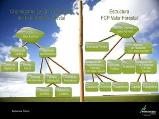 Sabemos Cómo
Fondo de Capital Privado – Valor Forestal
Estructura
FCP Valor Forestal
Comité de
Vigilancia
Revisor
Fiscal
Órganos de
Control
FCP
Valor Forestal
Órganos de
Administración
Sociedad
Administradora
Gestor
Profesional
Comité de
Inversiones
Operador
Técnico
Asistencia
Técnica
Organigrama Gestor Profesional
del Fondo Valor Forestal
Coordinador
Administrativo y
Operativo
FCP Valor Forestal
Operador
Técnico
Secretaria
Viveristas TrabajadoresCapataces
Coordinador
de Plantación
FCP Valor
Forestal
Gerente
de Plantación
FCP Valor Forestal
Asistencia Técnica
Capataz Trabajadores
Director General FCP
Valor Forestal
 