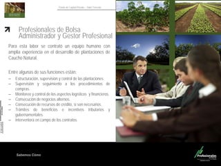Sabemos Cómo
Fondo de Capital Privado – Valor Forestal
Profesionales de Bolsa
Administrador y Gestor Profesional
Para esta labor se contrató un equipo humano con
amplia experiencia en el desarrollo de plantaciones de
Caucho Natural.
Entre algunas de sus funciones están:
– Estructuración, supervisión y control de las plantaciones.
– Supervisión y seguimiento a los procedimientos de
compras.
– Monitoreo y control de los aspectos logísticos y financieros.
– Consecución de negocios alternos.
– Consecución de recursos de crédito, si son necesarios.
– Trámites de beneficios e incentivos tributarios y
gubernamentales.
– Interventora en campo de los contratos.
 