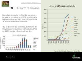 Sabemos Cómo
Fondo de Capital Privado – Valor Forestal
El Caucho en Colombia
Fuente: Confederación Cauchera – Censo 2013
0
2000
4000
6000
8000
10000
12000
14000
2000
2001
2002
2003
2004
2005
2006
2007
2008
2009
2010
2011
2012
Meta
Santander
Caquetá
Antioquia
Cordoba
Caldas
Guaviare
Tolima
Cundinamarca
Cauca
Áreas establecidas acumuladas
Hectáreas
0
1000
2000
3000
4000
5000
6000
Cauca
Cundinamarca
Tolima
Guaviare
Caldas
Cordoba
Antioquia
Caquetá
Santander
Meta
Los cultivos de caucho en Colombia son jóvenes,
iniciando su crecimiento en el 2004, seguidos por la
siembra en meta en el 2007, teniendo un pico en el
2009 con 5.362 hectáreas sembradas.
Tras el desmonte del estimulo gubernamental de
Programas de Sustitución de Cultivos Ilícitos (PCI)
en el 2009, culmino esta tendencia a la alza.
Áreas establecidas por año
Hectáreas
 