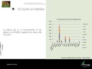 Sabemos Cómo
Fondo de Capital Privado – Valor Forestal
El Caucho en Colombia
Fuente: Confederación Cauchera – Censo 2013
Frecuencia de Especies por Departamento
0
500
1000
1500
2000
2500
3000
3500
Cundinamarca
Cauca
Cordoba
Tolima
Santander
Meta
Caqueta
Antioquia
Caldas
Guaviare
La especie que se ve frecuentemente en los
cultivos es la FX4098, seguida de los clones IAN
710 y 873.
Hectáreas
 