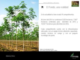 Sabemos Cómo
Fondo de Capital Privado – Valor Forestal
El Fondo, una realidad
En la actualidad se han creado 11 compartimentos.
Al cierre del 2014 se sembraron 5,025 hectáreas, 7,587*
hectáreas sembradas para diciembre de 2015 y
10,031* hectáreas para diciembre de 2016.
Cada compartimento cuenta con la infraestructura
adecuada, con un equipo técnico altamente capacitado,
comités técnicos en campo y con un paquete
tecnológico de punta.
* Nota: siembras proyectadas sujetas a cambios
Datos a 31 de diciembre de 2014
 