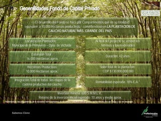 Sabemos Cómo
Fondo de Capital Privado – Valor Forestal
Localización Plantación:
Municipio de la Primavera – Dpto. de Vichada
Extensión Total :
16.000 Hectáreas aprox.
Hectáreas Productivas:
10.000 Hectáreas aprox.
Valor total de la plantación:
COP $130.000.000.000
Integración Total de todas las etapas de la
cadena productiva del caucho.
Al final del proyecto se venden los
terrenos y los maderables
Duración: 42 años
El desarrollo del Fondo se hace por Compartimentos que en su totalidad
equivalen a 10.000 hectáreas productivas, convirtiéndose en LA PLANTACION DE
CAUCHO NATURAL MÁS GRANDE DEL PAÍS
Rentabilidad esperada: 18% E.A.*
Inversión mínima: 600 S.M.M.L.V.,
Retorno de la inversión inicial esperado :10 años y medio aprox.
 