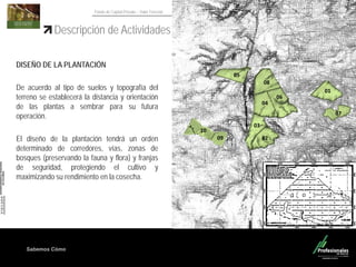 Sabemos Cómo
Fondo de Capital Privado – Valor Forestal
Descripción de Actividades
DISEÑO DE LA PLANTACIÓN
De acuerdo al tipo de suelos y topografía del
terreno se establecerá la distancia y orientación
de las plantas a sembrar para su futura
operación.
El diseño de la plantación tendrá un orden
determinado de corredores, vías, zonas de
bosques (preservando la fauna y flora) y franjas
de seguridad, protegiendo el cultivo y
maximizando su rendimiento en la cosecha.
05
08
01
04
06
03
02
07
10
09
 