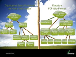 Sabemos Cómo
Fondo de Capital Privado – Valor Forestal
Estructura
FCP Valor Forestal
Comité de
Vigilancia
Revisor
Fiscal
Órganos de
Control
FCP
Valor Forestal
Órganos de
Administración
Sociedad
Administradora
Gestor
Profesional
Comité de
Inversiones
Operador
Técnico
Asistencia
Técnica
Organigrama Gestor Profesional
del Fondo Valor Forestal
Coordinador
Administrativo y
Operativo
FCP Valor Forestal
Operador
Técnico
Secretaria
Viveristas TrabajadoresCapataces
Coordinador
de Plantación
FCP Valor
Forestal
Gerente
de Plantación
FCP Valor Forestal
Asistencia Técnica
Capataz Trabajadores
Director General FCP
Valor Forestal
 