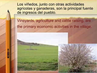 Los viñedos, junto con otras actividades
agrícolas y ganaderas, son la principal fuente
de ingresos del pueblo.
Vineyards, agriculture and cattle raising, are
the primary economic activities in the village.
 