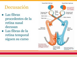 Decusación 
● Las fibras 
procedentes de la 
retina nasal 
decusan 
● Las fibras de la 
retina temporal 
siguen su curso 
 