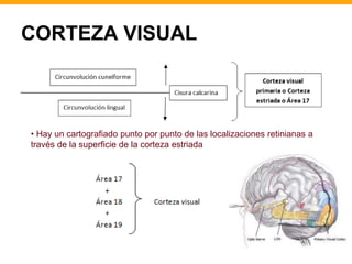 CORTEZA VISUAL 
• Hay un cartografiado punto por punto de las localizaciones retinianas a 
través de la superficie de la corteza estriada 
 