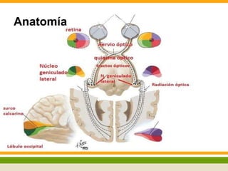 Anatomía 
 