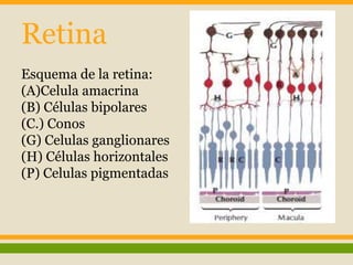 Retina 
Esquema de la retina: 
(A)Celula amacrina 
(B) Células bipolares 
(C.) Conos 
(G) Celulas ganglionares 
(H) Células horizontales 
(P) Celulas pigmentadas 
 