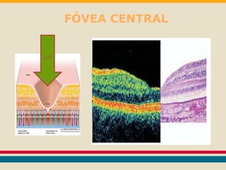 FÓVEA CENTRAL 
LUZ 
 