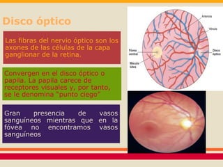 Disco óptico 
Convergen en el disco óptico o 
papila. La papila carece de 
receptores visuales y, por tanto, 
se le denomina “punto ciego” 
Gran presencia de vasos 
sanguíneos mientras que en la 
fóvea no encontramos vasos 
sanguíneos 
 