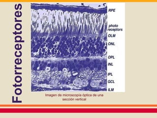 Imagen de microscopía óptica de una 
sección vertical 
Fotorreceptores 
 