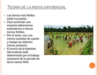 TEORÍA DE LA RENTA DIFERENCIAL
• Las tierras mas fértiles
están ocupadas.
• Para aumentar una
cosecha deberíamos
extendernos a tierras
menos fértiles.
• Por lo tanto: con una
misma cantidad de capital
y trabajo se obtienen
menos producto.
• El precio de la totalidad
del producto está
determinado por el trabajo
necesario de la parcela de
tierra menos fértil.
 