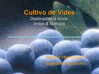 Cultivo de Vides Destinadas a vinos  tintos & blancos Ramón Henríquez S. Ingeniero Agrónomo  