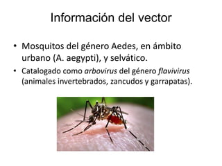 Información del vector
• Mosquitos del género Aedes, en ámbito
urbano (A. aegypti), y selvático.
• Catalogado como arbovirus del género flavivirus
(animales invertebrados, zancudos y garrapatas).
 