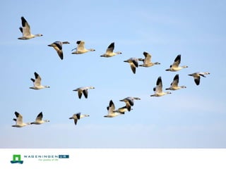 Wageningen UR in Latin America