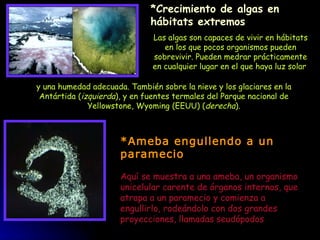 *Crecimiento de algas en hábitats extremos Las algas son capaces de vivir en hábitats en los que pocos organismos pueden sobrevivir. Pueden medrar prácticamente en cualquier lugar en el que haya luz solar   *Ameba engullendo a un paramecio Aquí se muestra a una ameba, un organismo unicelular carente de órganos internos, que atrapa a un paramecio y comienza a engullirlo, rodeándolo con dos grandes proyecciones, llamadas seudópodos y una humedad adecuada. También sobre la nieve y los glaciares en la Antártida ( izquierda ), y en fuentes termales del Parque nacional de Yellowstone, Wyoming (EEUU) ( derecha ). 