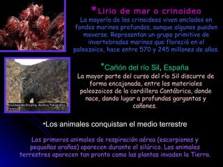 * Lirio de mar o crinoideo La mayoría de los crinoideos viven anclados en fondos marinos profundos, aunque algunos pueden moverse. Representan un grupo primitivo de invertebrados marinos que floreció en el paleozoico, hace entre 570 y 245 millones de años. * Cañón del río   Sil ,  España   La mayor parte del curso del río Sil discurre de forma encajonada, entre los materiales paleozoicos de la cordillera Cantábrica, donde nace, dando lugar a profundas gargantas y cañones.  Los animales conquistan el medio terrestre Los primeros animales de respiración aérea (escorpiones y pequeñas arañas) aparecen durante el silúrico. Los animales terrestres aparecen tan pronto como las plantas invaden la Tierra. 