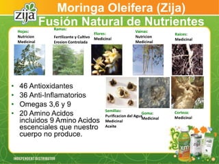 Presentacion zija