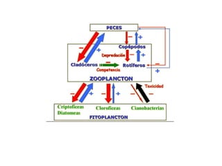 Esquema general de las interacciones biológicas que implican al
zooplancton (las flechas con mayor grosor indican un mayor efecto
relativo).Tomado de Conde-Porcula et al. (2004)
 