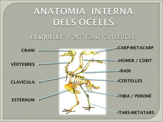 L’ESQUELET: FORT, ELÀSTIC I LLEUGER
                                    CARP-METACARP
    CRANI

                                    HÚMER / CÚBIT
VÈRTEBRES
                                     RADI

CLAVÍCULA                           COSTELLES


                                    TIBIA / PERONÉ
ESTÈRNUM


                                    TARS-METATARS
 