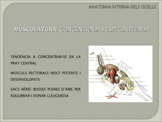 MUSCULATURA: CONCENTRADA I ESPECIALITZADA



   TENDÈNCIA A CONCENTRAR-SE EN LA
    PRAT CENTRAL

   MÚSCULS PECTORALS MOLT POTENTS I
    DESENVOLUPATS

   SACS AÈRIS: BOSSES PLENES D’AIRE PER
    EQULIBRAR I DONAR LLEUGERESA
 