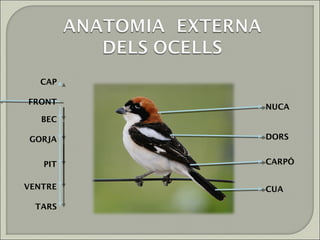 CAP

FRONT
         NUCA
   BEC

GORJA    DORS


   PIT   CARPÓ


VENTRE   CUA

  TARS
 