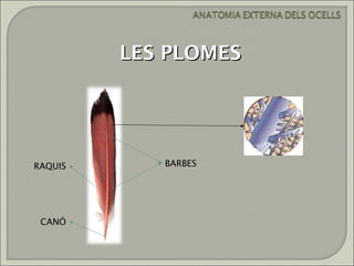 LES PLOMES




RAQUIS      BARBES




 CANÓ
 