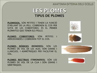 LES PLOMES
                           TIPUS DE PLOMES
   PLOMISSOL. SÓN PETITES I TENEN LA FUNCIÓ
    D'AÏLLANT DE LA PELL. COBREIXEN EL COS PER
    SOTA DE LES COBERTORES. ÉS EL PRIMER
    PLOMATGE QUE TENEN ELS POLLS.

   PLOMES COBERTORES. SÓN PETITES           I
    ARRODONIDES I COBREIXEN TOT EL COS.


   PLOMES RÈMIGES (REMERES). SÓN LES
    PLOMES DE VOL DE LES ALES. SÓN GRANS I
    LLARGUES, I ASIMÈTRIQUES PER FACILITAR EL
    VOL.

   PLOMES RECTRIUS (TIMONERES). SÓN LES
    PLOMES DE VOL DE LA CUA I SÓN GRANS I
    SIMÈTRIQUES.
 