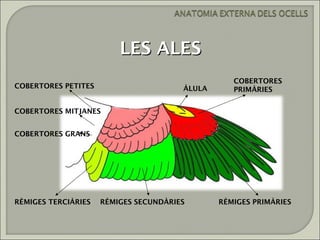 LES ALES
                                                  COBERTORES
COBERTORES PETITES                     ÀLULA      PRIMÀRIES


COBERTORES MITJANES


COBERTORES GRANS




RÈMIGES TERCIÀRIES   RÈMIGES SECUNDÀRIES       RÈMIGES PRIMÀRIES
 