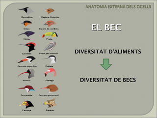 EL BEC

DIVERSITAT D’ALIMENTS




 DIVERSITAT DE BECS
 