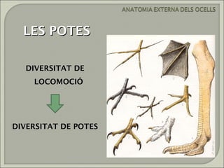 LES POTES

  DIVERSITAT DE
    LOCOMOCIÓ




DIVERSITAT DE POTES
 