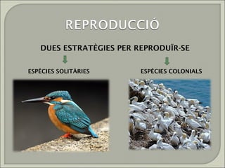 DUES ESTRATÈGIES PER REPRODUÏR-SE


ESPÈCIES SOLITÀRIES      ESPÈCIES COLONIALS
 