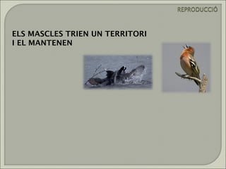 ELS MASCLES TRIEN UN TERRITORI
I EL MANTENEN
 