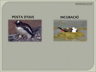 POSTA D’OUS   INCUBACIÓ
 