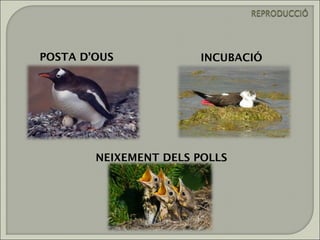 POSTA D’OUS            INCUBACIÓ




        NEIXEMENT DELS POLLS
 