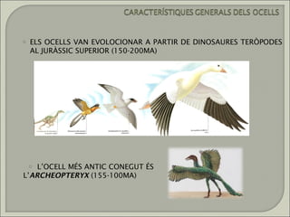 o   ELS OCELLS VAN EVOLOCIONAR A PARTIR DE DINOSAURES TERÒPODES
    AL JURÀSSIC SUPERIOR (150-200MA)




    L’OCELL MÉS ANTIC CONEGUT ÉS
    o
L’ARCHEOPTERYX (155-100MA)
 