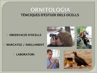 o OBSERVACIÓ D’OCELLS


o MARCATGE / ANELLAMENT


     o LABORATORI
 