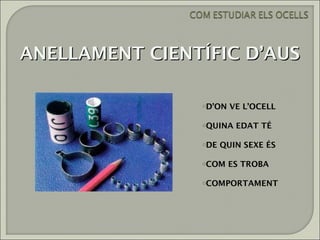 ANELLAMENT CIENTÍFIC D’AUS

                oD’ON   VE L’OCELL

                oQUINA   EDAT TÉ

                oDE   QUIN SEXE ÉS

                oCOM    ES TROBA

                oCOMPORTAMENT
 