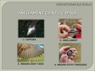 ANELLAMENT CIENTÍFIC D’AUS




    1.- CAPTURA              2.- ANELLAMENT




3.- MESURA EDAT I SEXE   4.- MESURA ESTAT FISIOLÒGIC
 