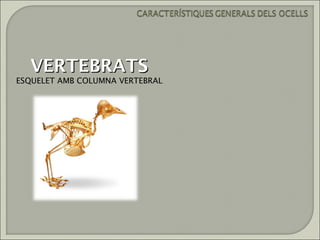 VERTEBRATS
ESQUELET AMB COLUMNA VERTEBRAL
 