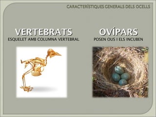 VERTEBRATS                       OVÍPARS
ESQUELET AMB COLUMNA VERTEBRAL   POSEN OUS I ELS INCUBEN
 