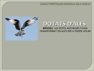 DOTATS D’ALES
  BÍPEDES: LES POTES ANTERIORS S’HAN
TRANSFORMAT EN ALES PER A PODER VOLAR
 